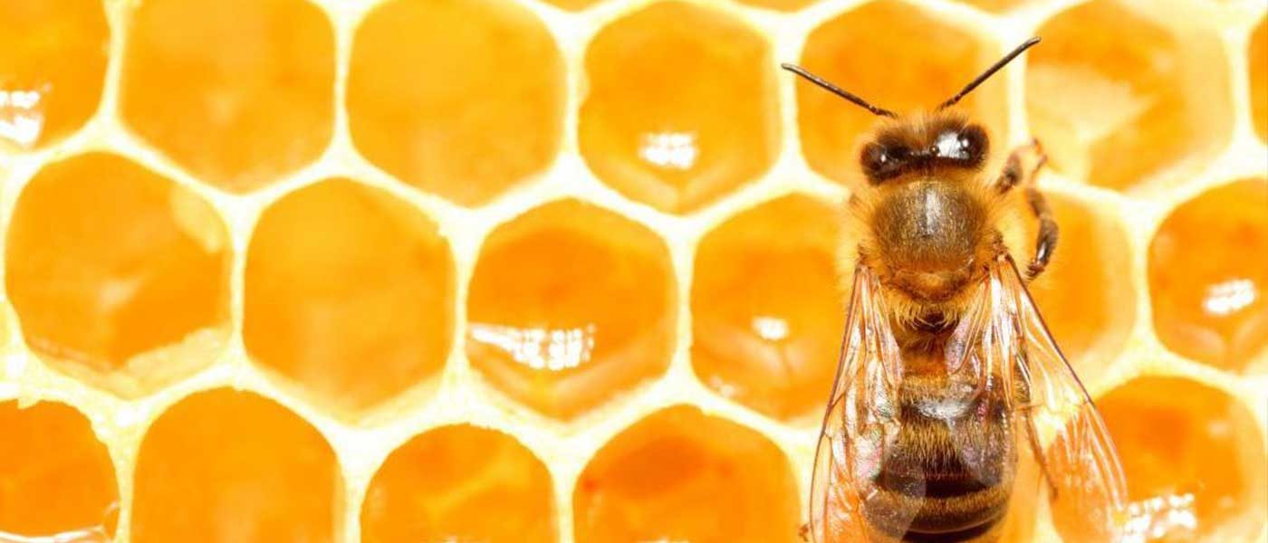 العسل-الحيوي